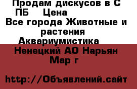 Продам дискусов в С-ПБ. › Цена ­ 3500-4500 - Все города Животные и растения » Аквариумистика   . Ненецкий АО,Нарьян-Мар г.